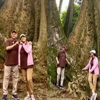 Dalam akun Instagram, Sri Mulyani menjelaskan jika pohon satu merupakan jenis dari pohon Meranti Tembaga (Shorea leprosula Mia), sedangkan pohon yang ada disebelahnya adalah jenis dari pohon Ara Ratu (Ficus albipila (Miq.) King). &ldquo;Pohon saja berjodoh,&rdquo; katanya. [@smindrawati]