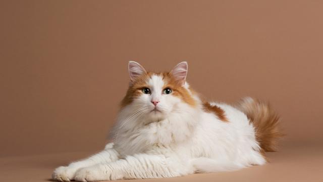 Sama-Sama Berasal dari Turki, Ini Perbedaan Kucing Turkish Van dan Turkish Anggora