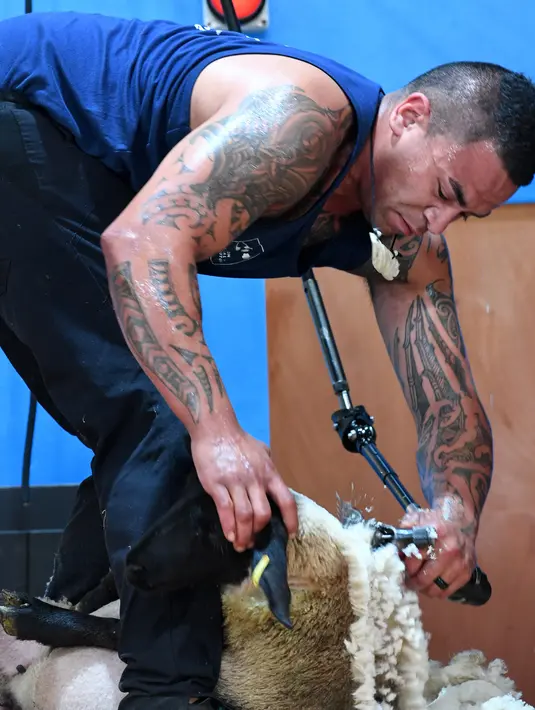 Tamihane Karauria dari Selandia Baru berpartisipasi kejuaaran World Sheep Shearing and Woolhandling Championships di Le Dorat, Prancis (5/7/2019). Kompetisi ini berlangsung untuk pertama kalinya di Prancis dan berlangsung dari 4-7 Juli 2019. (AFP Photo/Mehdi Fedouach)