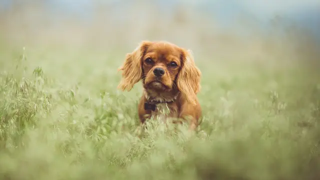 Cavalier King Charles Spaniel