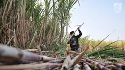 Aktivitas petani tebu di Desa Betet, Jatim September lalu. Rembesan gula rafinasi tahun 2018 sebesar 800 ribu ton, produksi gula konsumsi tahun 2018 sebesar 2,1 juta ton, impor gula konsumsi tahun 2018 sebanyak 1,2 juta ton. (Merdeka.com/Iqbal S. Nugroho)