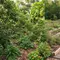 Food Forest vs Kebun Sayur Biasa, Mana Lebih Menguntungkan? Simak Ulasan Selengkapnya