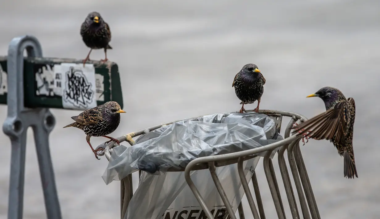 Beberapa ekor burung sedang mencari makan di Paris, Prancis (6/4/2020). Selama lockdown, orang-orang diharuskan tetap berada di rumah, kecuali untuk urusan pekerjaan, keperluan kesehatan, atau belanja kebutuhan. (Xinhua/Aurelien Morissard)