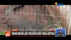 Evakuasi buaya sepanjang 3,5 meter di Cipayung, sebelumnya melibatkan petugas dinas pemadam kebakaran.