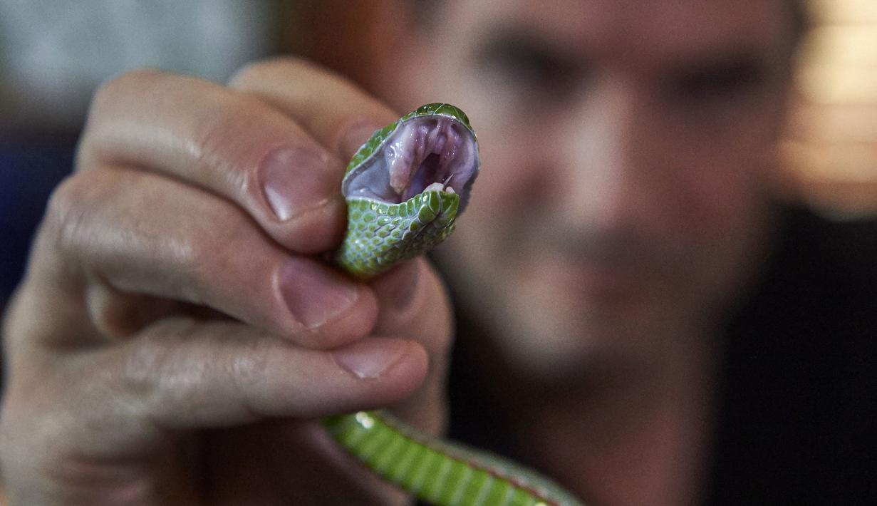 Steve Ludwin menunjukkan mulut ular viper palem peliharaannya di Kennington, London, Kamis (9/11). Steve Ludwin menyuntikkan bisa ular viper tersebut ke tubuhnya untuk kekebalan tubuh dan sebagai anti racun. (AFP Photo/Niklas Halle'n)