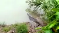 Buaya Raksasa Bersisik Hitam Kedapatan Berjemur di Pinggir Sungai
