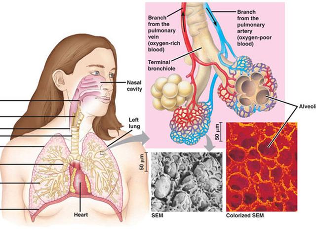 Beda Bronkitis Dan Asma Apa Ya Health Liputan6 Com