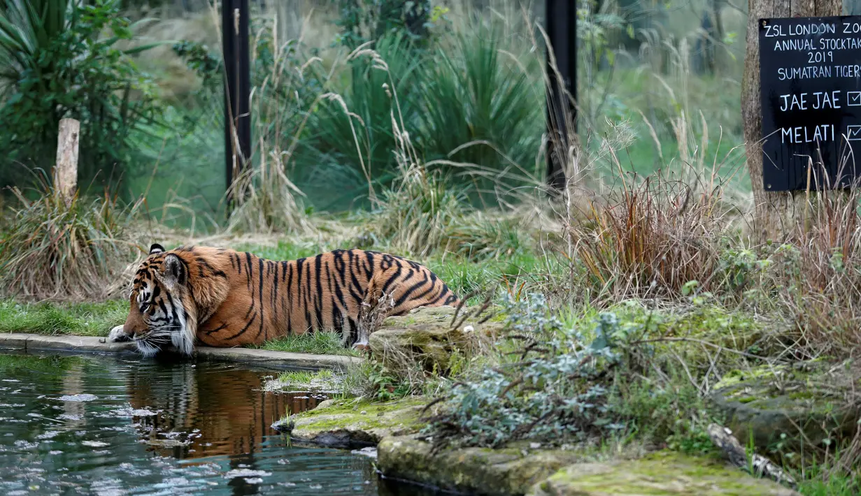 Seekor harimau Sumatera bernama Jae Jae meminum air kolam saat dilakukan sensus binatang di Kebun Binatang ZSL London, Inggris, Kamis (3/1). Sensus tahunan ini wajib dilakukan sebagai persyaratan izin kebun binatang. (Adrian DENNIS/AFP)