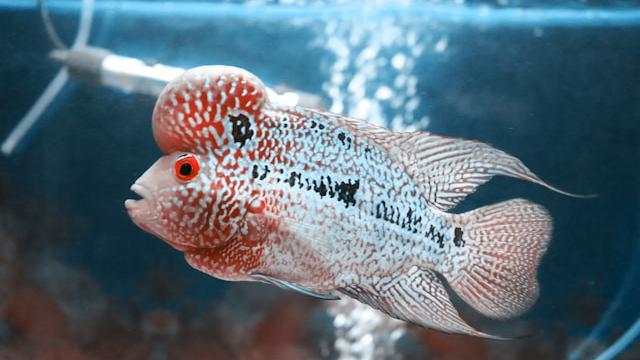 Ilustrasi ikan Lou Han