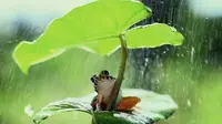 Nenek di China Dilarikan ke RS Usai Telan 8 Ekor Katak Hidup Untuk Obati Sakit Punggung