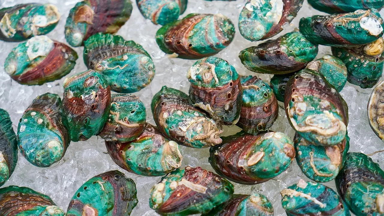 Cara Memilih Kerang Hijau yang Aman