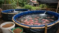TOP 3: Usaha Ternak Paling Cepat Besar hingga Cara Pakai Cangkang Telur untuk Tomat