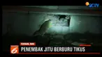 Pemerintah Iran sebar para penembak jitu untuk membantu membasmi tikus-tikus yang jumlahnya diperkirakan lebih dari 2 juta ekor.