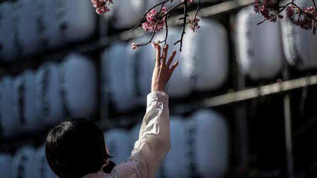 Bunga Sakura di Jepang Bermekaran Lebih Awal dari Musimnya