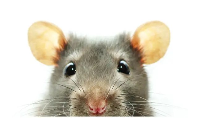 Foto:copyright thinkstockphotos.com