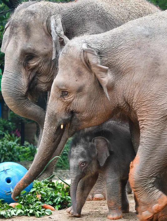 Seekor bayi gajah Asia berjalan bersama induknya di Taman Safari Chimelong, Guangzhou, Provinsi Guangdong, China, Rabu (27/5/2020). Dua gajah Asia betina di Taman Safari Chimelong melahirkan dua bayi pada tanggal 30 April dan 12 Mei 2020. (Xinhua/Liu Dawei)