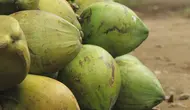 Hari Kelapa Sedunia (World Coconut Day): Produksi Kelapa di Indonesia