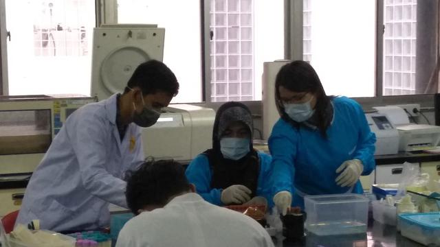 penyelidikan dengan mengumpulkan sampel bangkai babi