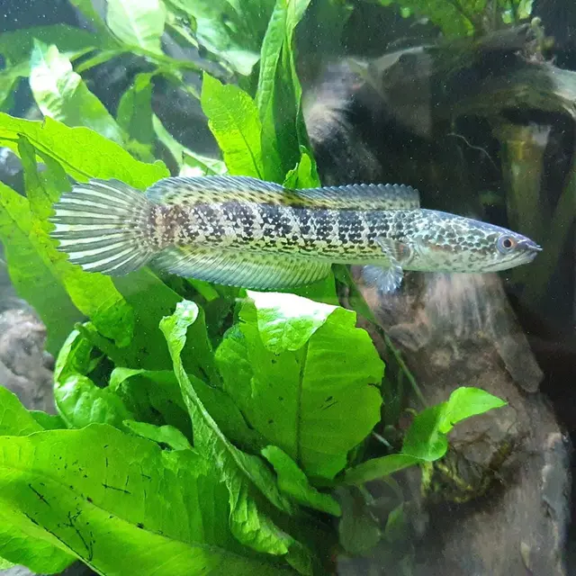 Ikan Arwana
