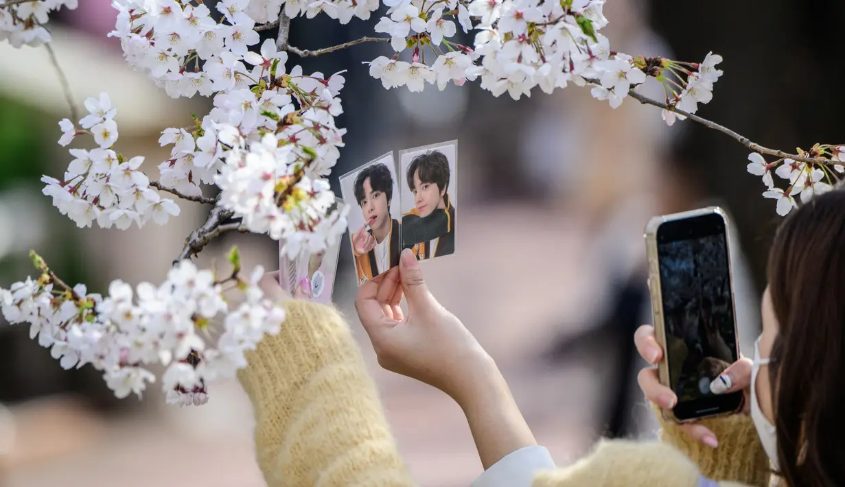 Seorang perempuan menggunakan ponselnya untuk mengambil foto dengan latar belakang bunga sakura di Seoul, Korea Selatan, pada 6 April 2022. Musim semi telah tiba, saatnya berburu bunga sakura yang bermekaran. (ANTHONY WALLACE / AFP)