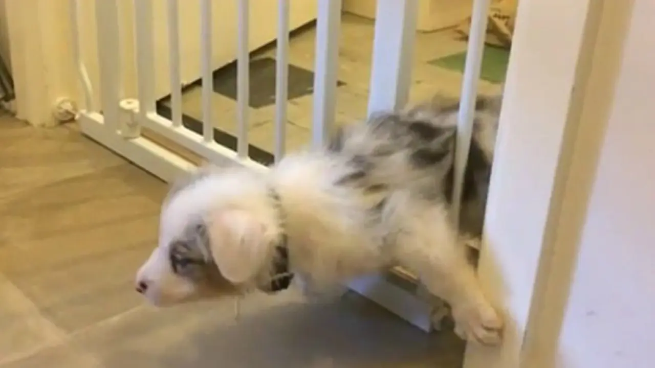 Adegan Lucu Anjing Kabur dari Kurungan