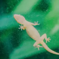 7 Arti Kejatuhan Cicak di Tubuh, Tak Selalu Jadi Pertanda Buruk (sumber: Pexels)