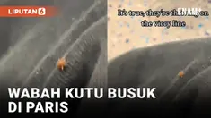 Wabah Kutu Busuk Serang Paris, Turis Pakai Baju Hazmat untuk Lindungi Diri