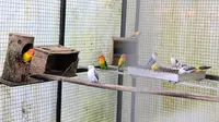 Hobi Pelihara Burung Bisa Berdampak Serius, Waspadai Penyakit Paru-Paru Ini