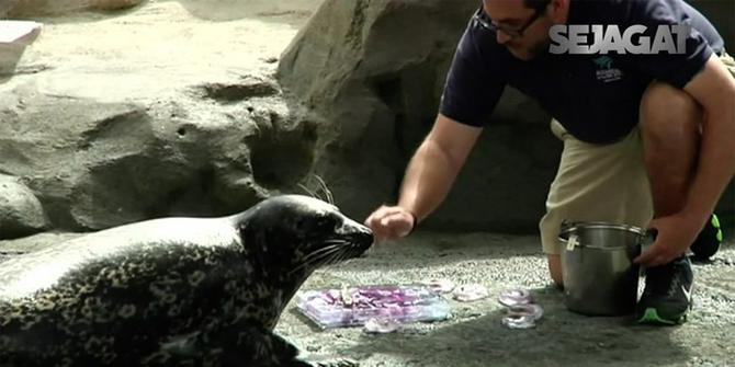 SEJAGAT: Anjing Laut Tertua di Akuarium Pasifik Rayakan HUT ke 21