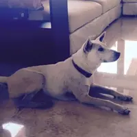 Kisah inspiratif anjing asal Bali ini bikin semua orang di dunia nangis terharu.