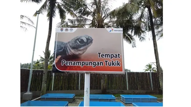 Kisah Perjuangan Pria Bangun Konservasi Penyu, Siap Jadi Eduwisata Era Pandemi