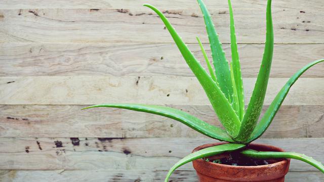 Daftar Tanaman Yang Berpotensi Jadi Obat Antikanker Health Liputan6 Com