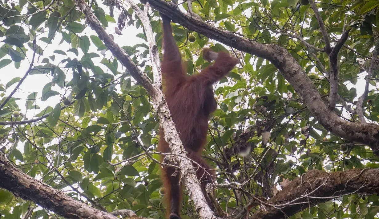 Seekor orangutan hasil rehabilitasi memanjat dahan pepohonan setelah dilepasliarkan di Hutan Lindung Batu Nyambu, Kabupaten Ketapang, Kalimantan Barat, Kamis (29/10/2026). Orangutan tersebut merupakan satu dari sembilan orangutan yang diselamatkan dari kebakaran hutan pada Agustus dan September 2026. (Ilham Pratama/AFP)