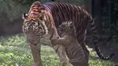 Seekor anak harimau Sumatera (Panthera tigris sumatrae) berusia sepuluh minggu bermain di samping induknya, Dini (10 tahun), di kandang mereka saat debut mereka di Taman Safari Indonesia II Prigen, Pasuruan, Jawa Timur, Kamis (4/6/2026). (Juni KRISWANTO/AFP)