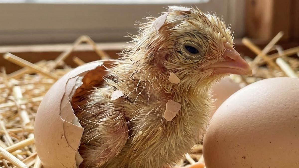 Cara Merawat Anak Ayam Baru Menetas agar Tumbuh Sehat dan Cepat Besar