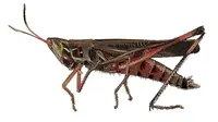 Ilustrasi jangkrik, serangga famili Gryllidae (Pixabay)