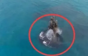 Misteri Daratan Baru di Dekat Anak Krakatau