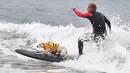 Seekor anjing berselancar bersama pemiliknya saat kompetisi tahunan City Surf Dog di Huntington Beach, California, Sabtu (29/9). Selain solo surfing, terdapat juga tandem surfing baik dengan anjing lainnya maupun dengan pemiliknya (AFP/Frederic J. BROWN)