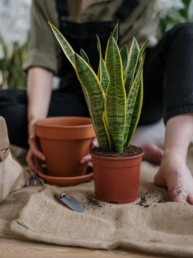 Ilustrasi tanaman lidah mertua | cottonbro dari Pexels