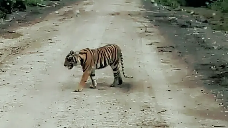 Harimau Sumatra bernama Bonita yang pernah meneror karyawaan perusahaan di Riau.