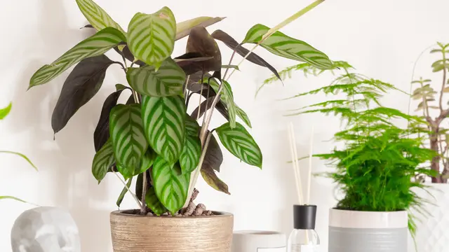 10 Tanaman Hias yang Cocok untuk Kamar Mandi, Bisa Menyerap Lembap