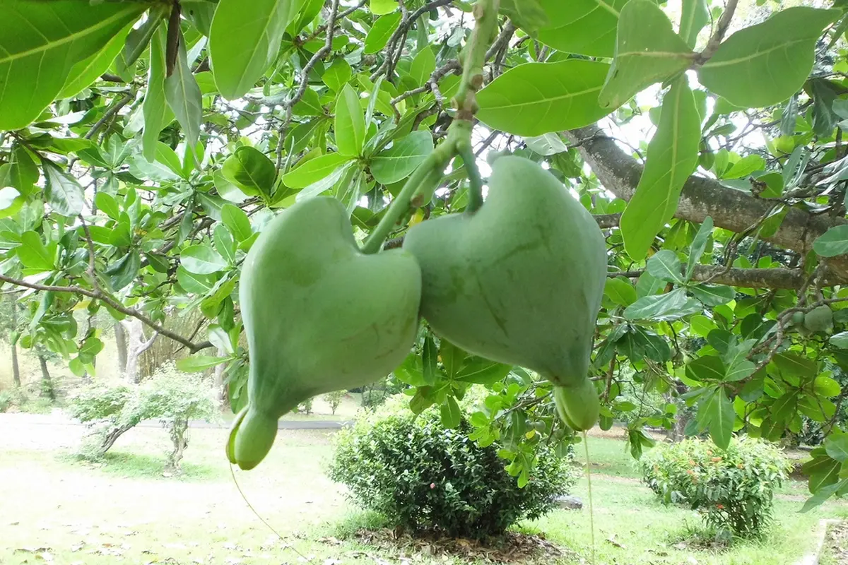 Rabon Pi, Buah Ajaib dari Papua Penyembuh Sakit Mata