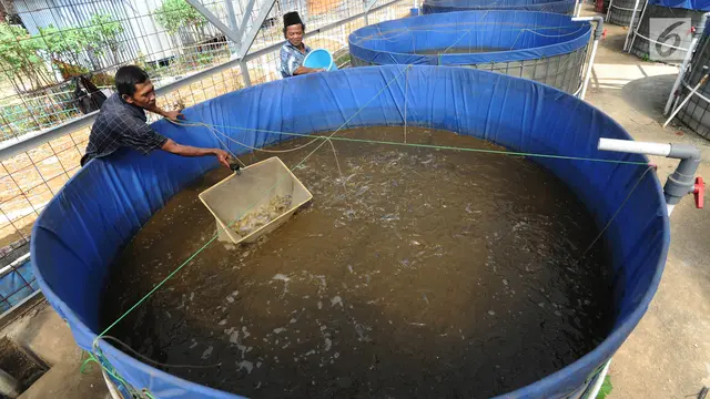 Melihat Budidaya Lele dengan Metode Probiotik di Bogor