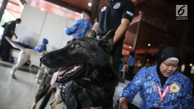 Anjing Pelacak Unit K-9 Milik BNN
