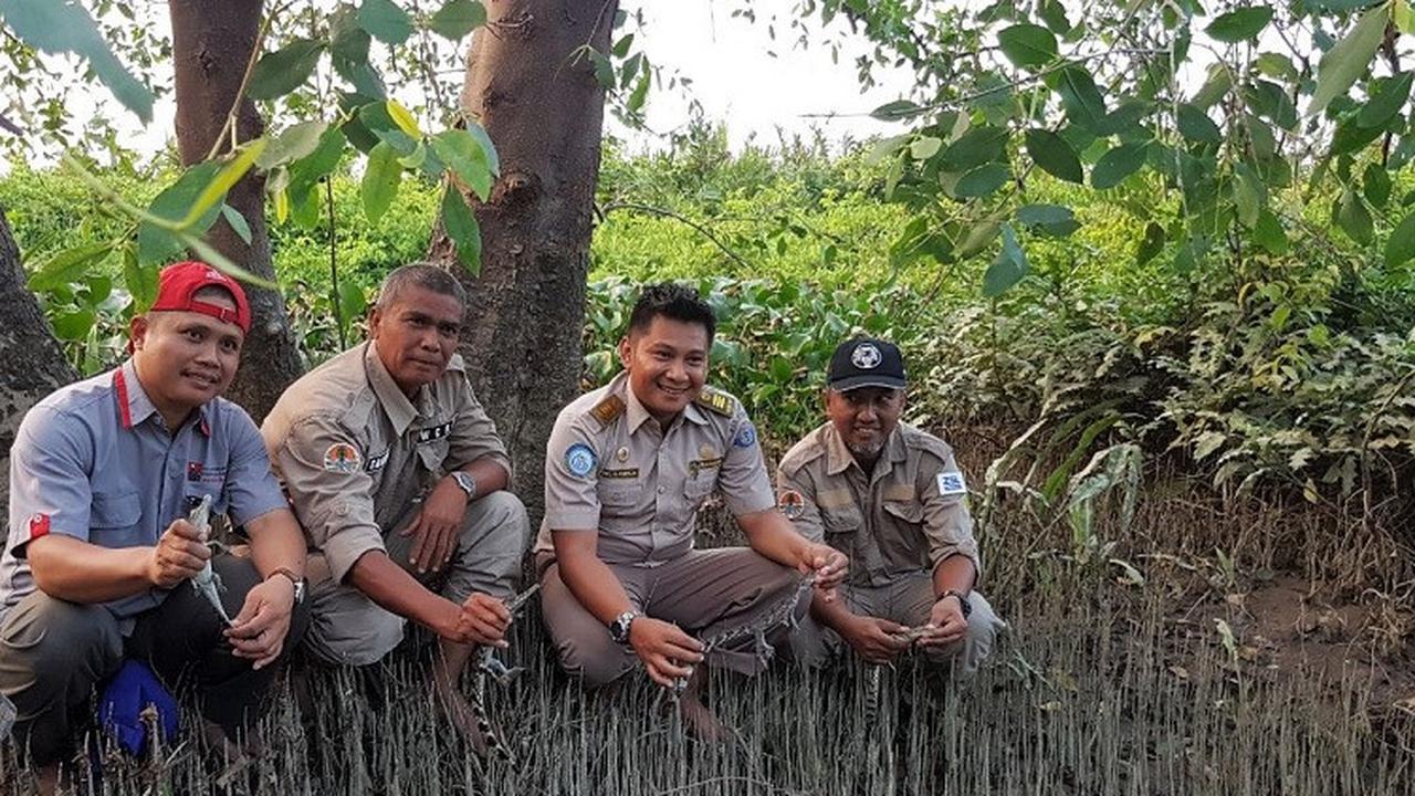 Buaya Senyulong Jambi