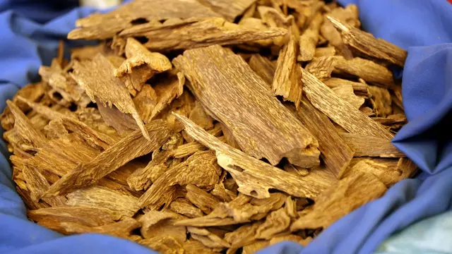 Mengapa Parfum Timur Tengah Identik dengan Oud Si Emas Cair?