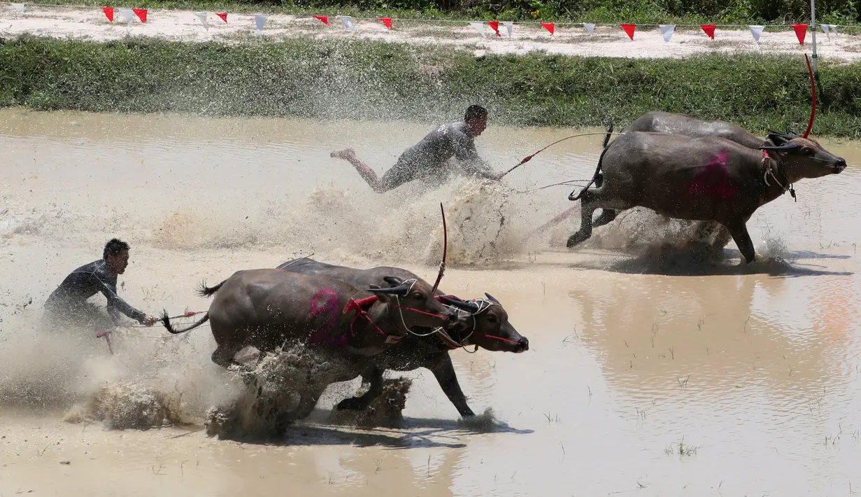 Petani Thailand memacu kerbau mereka saat bersaing di ladang yang banjir dalam Balap Kerbau tahunan di Provinsi Chonburi, Bangkok, 13 Juli 2019.  Para petani Thailand merayakan dimulainya musim tanam dengan mengadakan adu balap kerbau, hewan yang biasanya membajak lahan. (AP/Sakchai Lalit)