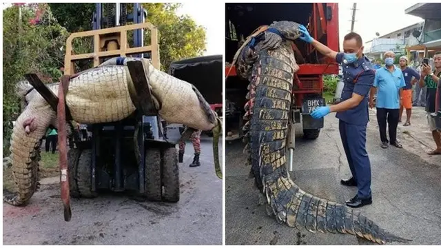 Viral Buaya 800 Kg Ditemukan di Selokan, Bikin Geger Warga