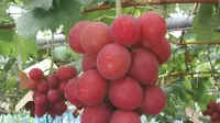 Buah Anggur Jepang Dijual Dengan Harga Rp 60 Juta!