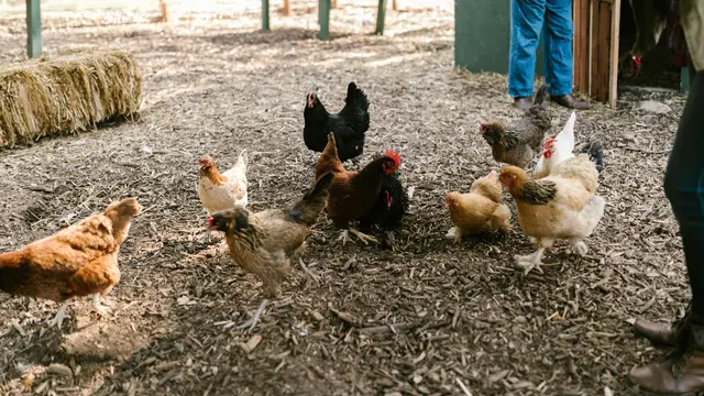 Pakan Ayam Kampung